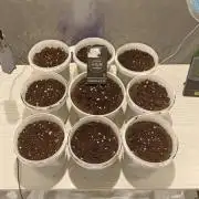 DeadCheese R-Kiem 1x1