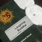 Buddha's Fig Tree // Microgrowing // Spacebucket