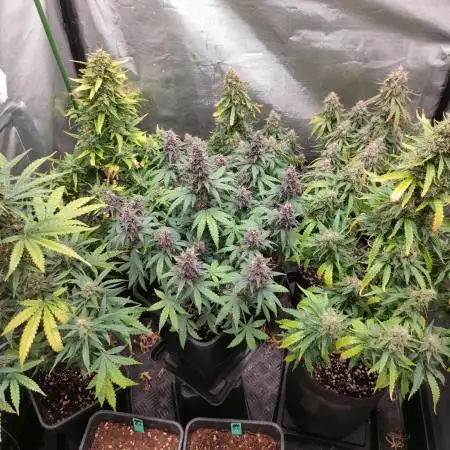 DIARY#8 - AUTOS - 2025