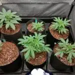DIARY#8 - AUTOS - 2025