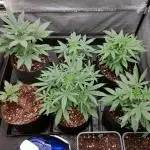 DIARY#8 - AUTOS - 2025