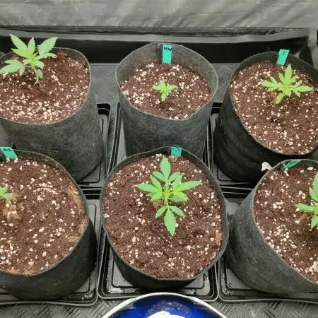 DIARY#8 - AUTOS - 2025