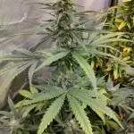 Auto Fire D. O. G.