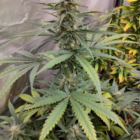 Auto Fire D. O. G.