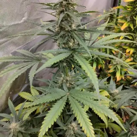 Auto Fire D. O. G.