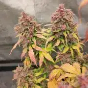 Dark Devil Auto