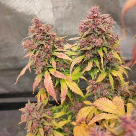Dark Devil Auto