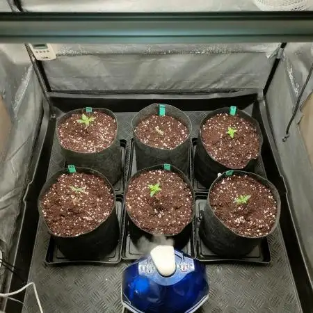 DIARY#8 - AUTOS - 2025