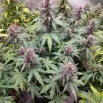 Red Strawberry Banana Auto - 2025