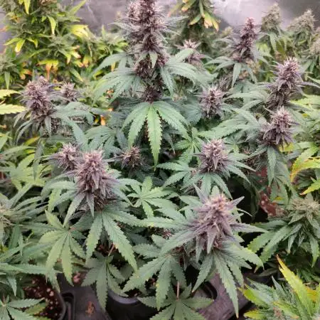 Red Strawberry Banana Auto - 2025