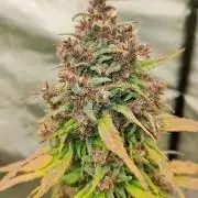 Dark Devil Auto