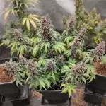 Red Strawberry Banana Auto - 2025
