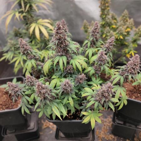 Red Strawberry Banana Auto - 2025