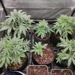 DIARY#8 - AUTOS - 2025