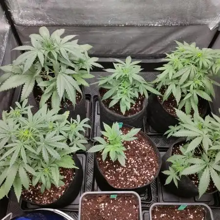 DIARY#8 - AUTOS - 2025