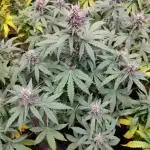 Red Strawberry Banana Auto - 2025