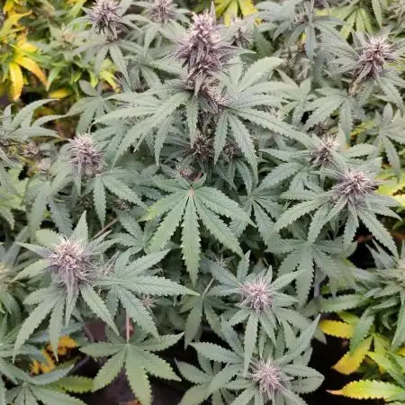 Red Strawberry Banana Auto - 2025