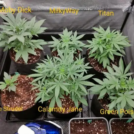 DIARY#8 - AUTOS - 2025