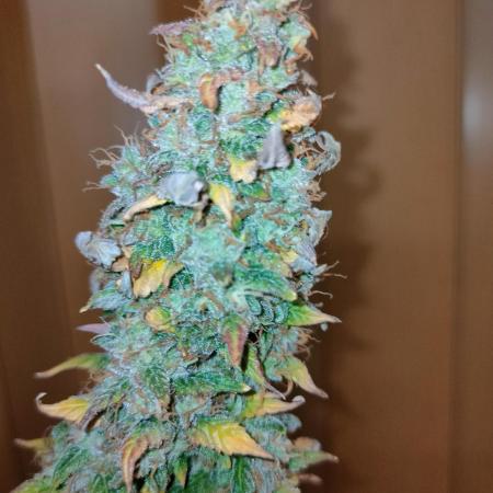 Blue Amnesia Auto XXL