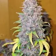 Red Strawberry Banana Auto - 2025
