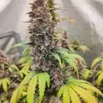 Red Strawberry Banana Auto - 2025