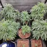 DIARY#8 - AUTOS - 2025