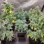 DIARY#8 - AUTOS - 2025