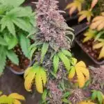 Red Strawberry Banana Auto - 2025