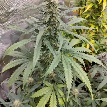 Auto Fire D. O. G.