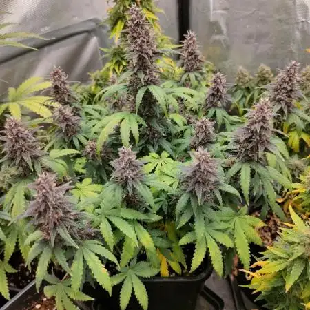 Red Strawberry Banana Auto - 2025