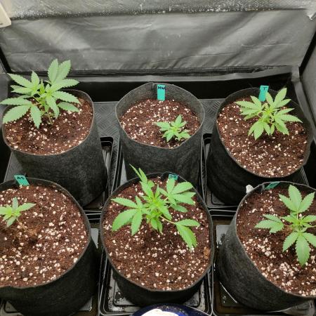 DIARY#8 - AUTOS - 2025