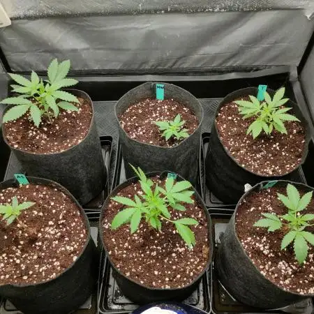 DIARY#8 - AUTOS - 2025