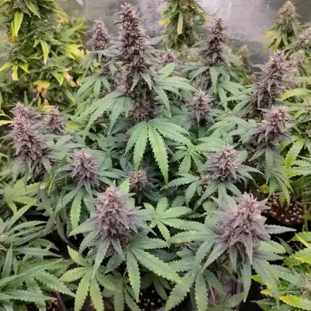 Red Strawberry Banana Auto - 2025