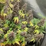 Red Strawberry Banana Auto - 2025