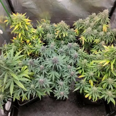 DIARY#8 - AUTOS - 2025