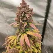 Dark Devil Auto