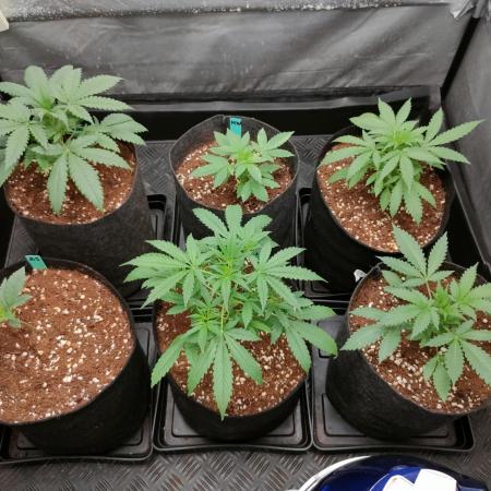 DIARY#8 - AUTOS - 2025
