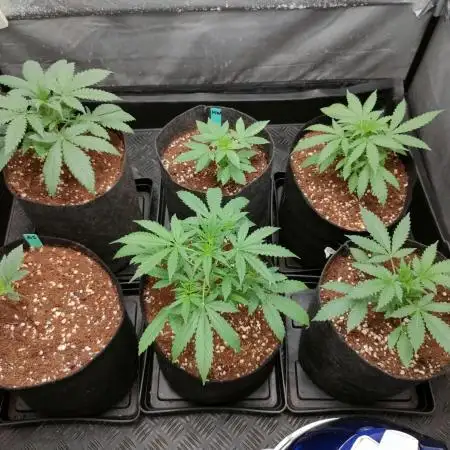 DIARY#8 - AUTOS - 2025