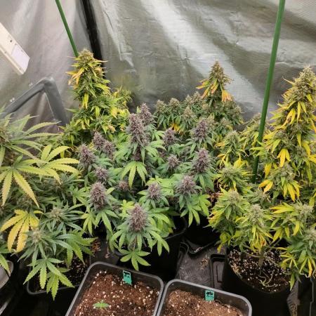 DIARY#8 - AUTOS - 2025