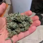 Strawberry nug X forgotten cookies