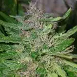 Blueberry