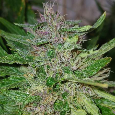 Blueberry