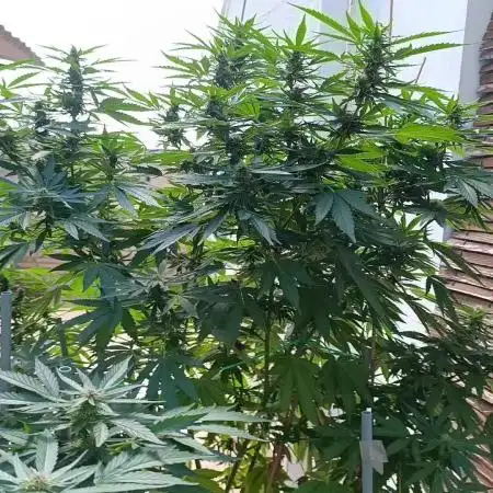 Blueberry
