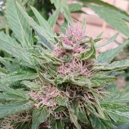 Blueberry