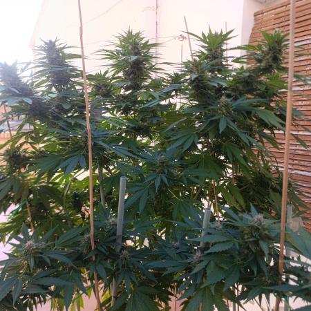 Blueberry