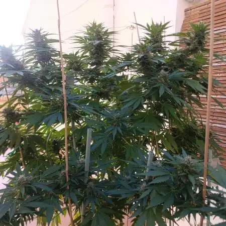 Blueberry