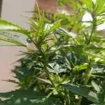 Blueberry