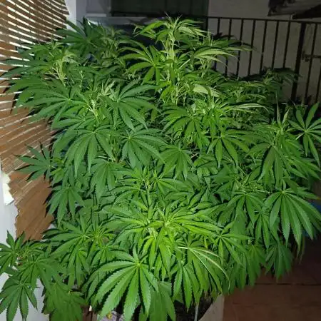 Blueberry