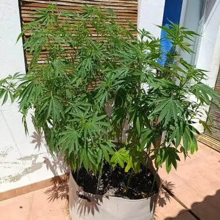 Blueberry