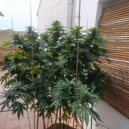Blueberry
